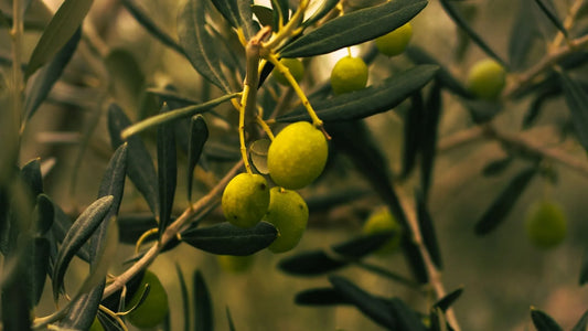 Lumbre, une huile bio certifiée