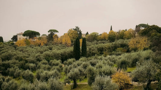 Lumbre, monocépage Arbequina !